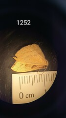 Scopula irrorata