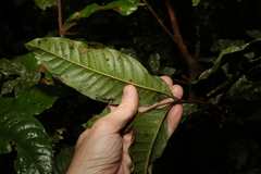 Diploglottis diphyllostegia