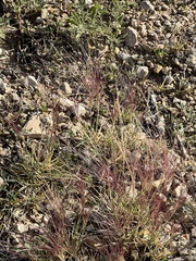 Scleropogon brevifolius