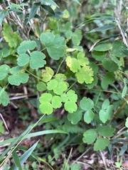 Thalictrum urbainii