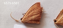 Scopula irrorata