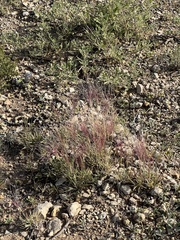 Scleropogon brevifolius