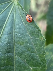 Supputius cincticeps