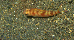 Nemipterus furcosus