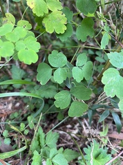 Thalictrum urbainii