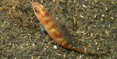 Nemipterus furcosus