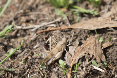 Oedipoda