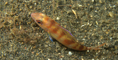 Nemipterus furcosus