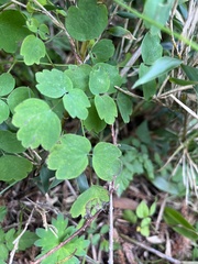 Thalictrum urbainii