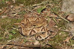 Bothrops jararaca