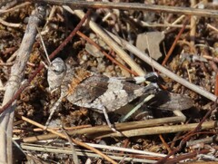 Oedipoda charpentieri