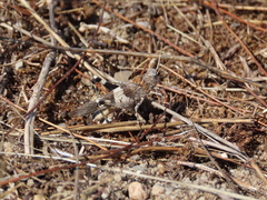 Oedipoda charpentieri