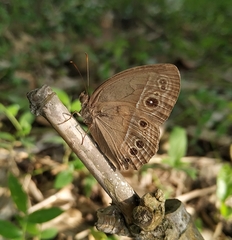 Mycalesis mineus