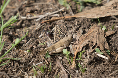 Oedipoda
