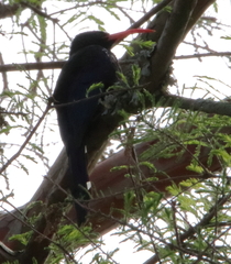 Phoeniculus purpureus