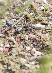 Cicindela formosa