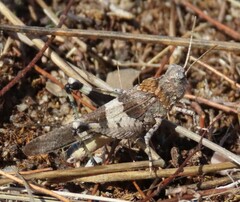 Oedipoda charpentieri