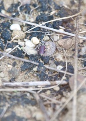 Cicindela scutellaris