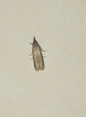 Scirpophaga incertulas