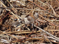 Oedipoda charpentieri