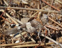 Oedipoda charpentieri