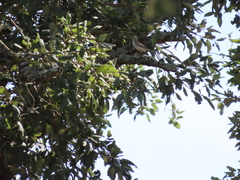 Phylloscopus bonelli