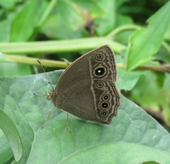 Mycalesis mineus