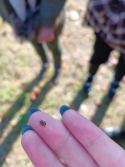 Coccinula quatuordecimpustulata
