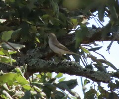 Phylloscopus bonelli