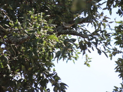 Phylloscopus bonelli