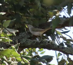 Phylloscopus bonelli