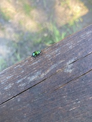 Chrysolina herbacea