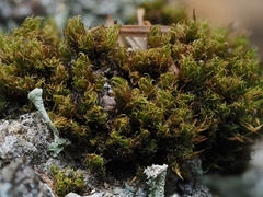 Ptychomitrium polyphyllum
