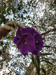 Vanda coerulescens
