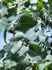 Eucalyptus globulus