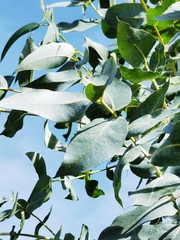 Eucalyptus globulus
