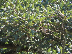 Phylloscopus bonelli