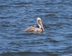 Pelecanus occidentalis