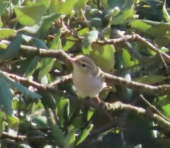 Phylloscopus bonelli