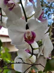 Phalaenopsis