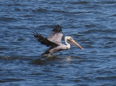 Pelecanus occidentalis