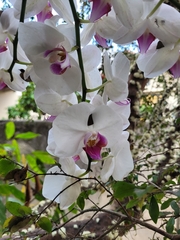 Phalaenopsis