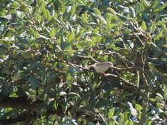 Phylloscopus bonelli