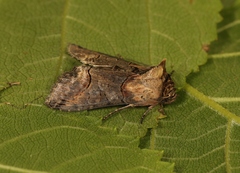 Abrostola triplasia