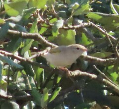 Phylloscopus bonelli