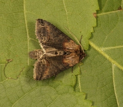 Abrostola triplasia