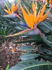 Strelitzia reginae reginae