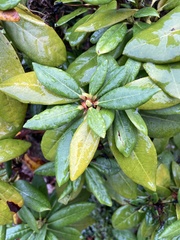 Rhododendron ponticum