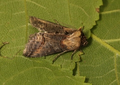 Abrostola triplasia