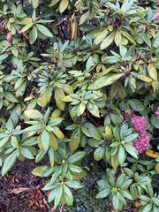 Rhododendron ponticum